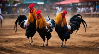 Live Judi Streaming Sabung Ayam Terpercaya Indonesia