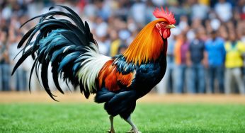 Temukan Agen Sabung Ayam Terpercaya di Indonesia