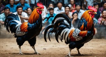 Permainan Sabung Ayam Live Terbaik di Indonesia